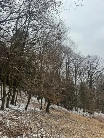 Prodej lesa, Vlčková, 3331 m2