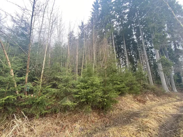 Prodej lesa, Kolinec - Buršice, 3423 m2