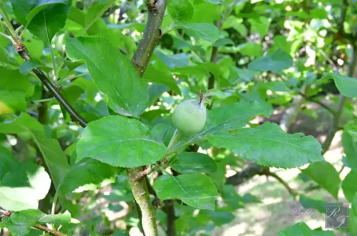 Prodej chaty, Dolní Zálezly, 37 m2