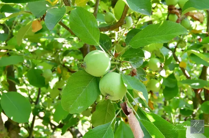 Prodej chaty, Dolní Zálezly, 37 m2