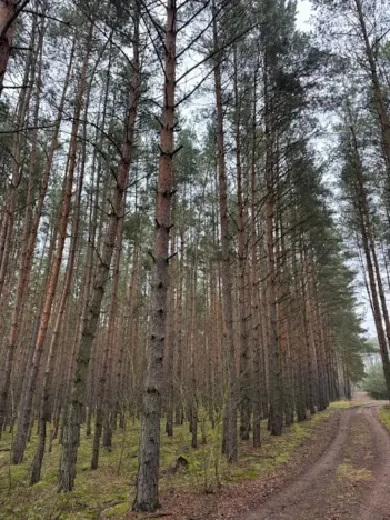 Prodej lesa, Libotenice, 63021 m2