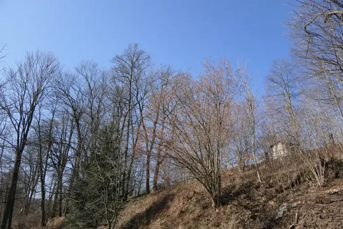 Prodej lesa, Raspenava, 656 m2