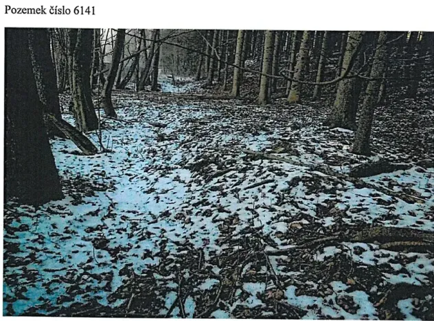 Prodej lesa, Tis, 906 m2