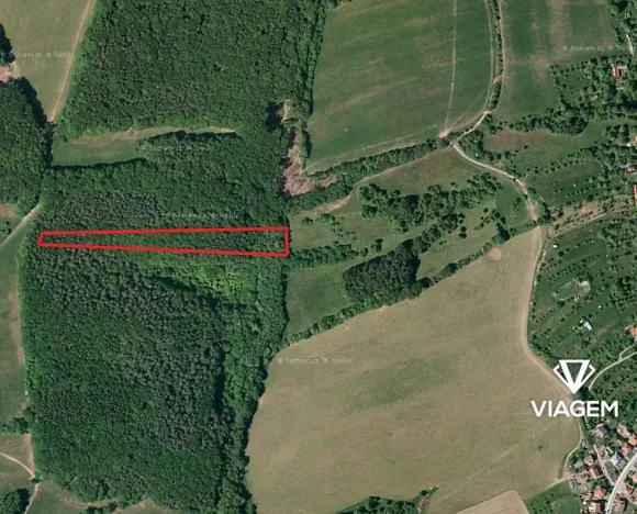 Prodej podílu lesa, Březůvky, 3839 m2