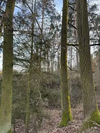 Prodej lesa, Klatovy, 8497 m2