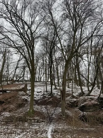 Prodej lesa, Vysoká, 5445 m2