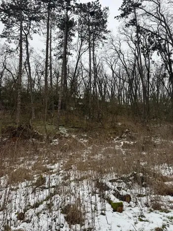 Prodej lesa, Vysoká, 5445 m2