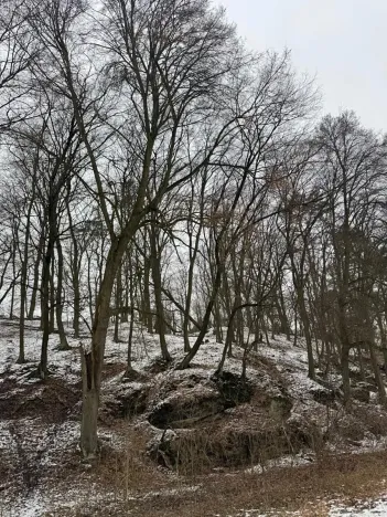 Prodej lesa, Vysoká, 5445 m2