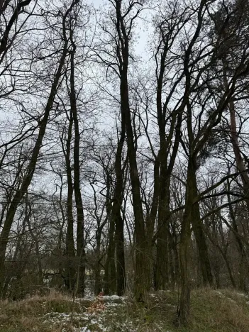 Prodej podílu lesa, Dolní Beřkovice, 1050 m2