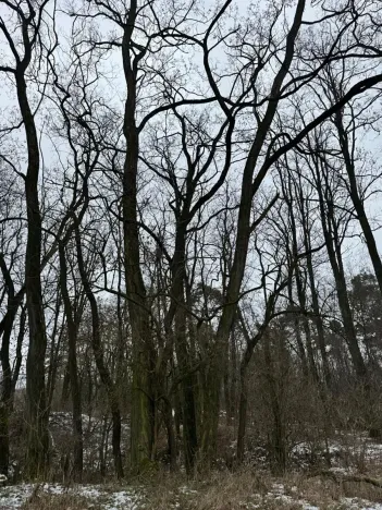 Prodej podílu lesa, Dolní Beřkovice, 1050 m2