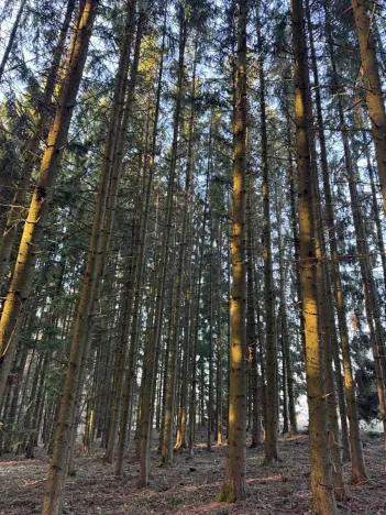 Prodej podílu lesa, Stará Paka, 4610 m2