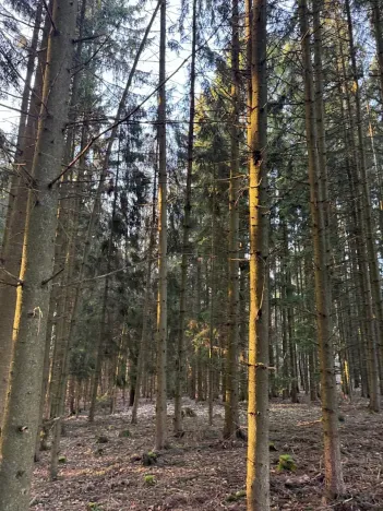 Prodej podílu lesa, Stará Paka, 4610 m2