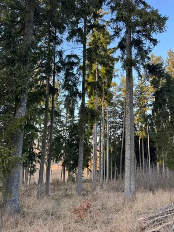 Prodej podílu lesa, Stará Paka, 4610 m2