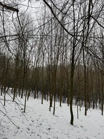 Prodej lesa, Chotiměř, 26763 m2