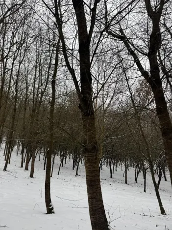 Prodej lesa, Chotiměř, 26763 m2