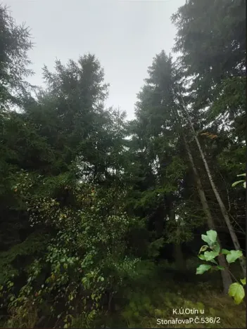 Prodej lesa, Otín, 213 m2