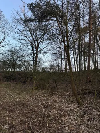 Prodej lesa, Velké Všelisy, 8197 m2