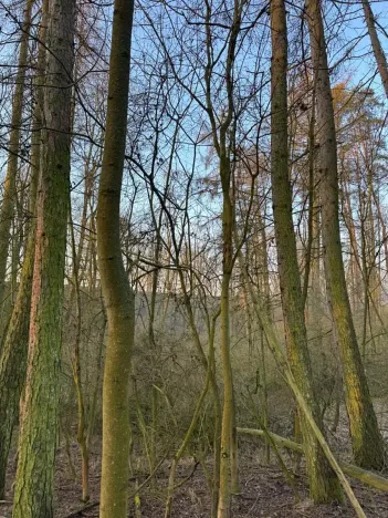 Prodej lesa, Velké Všelisy, 8197 m2