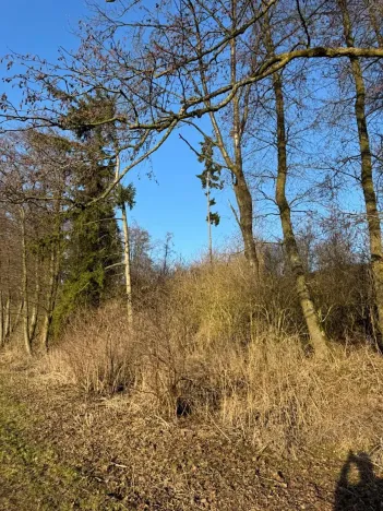 Prodej lesa, Nový Malín, 8466 m2