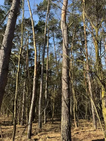 Prodej lesa, Vracov, 3963 m2