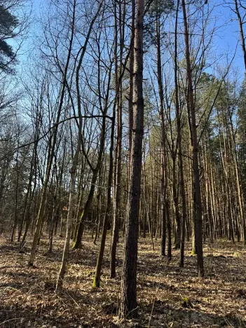 Prodej lesa, Týniště nad Orlicí, 6788 m2