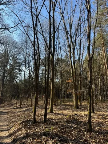 Prodej lesa, Týniště nad Orlicí, 6788 m2