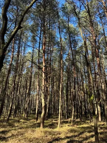 Prodej lesa, Týniště nad Orlicí, 6788 m2