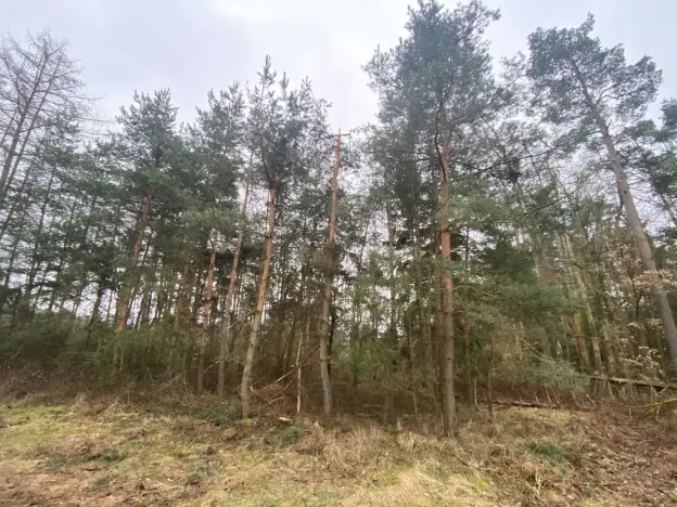 Prodej lesa, Blížejov - Lštění, 4624 m2