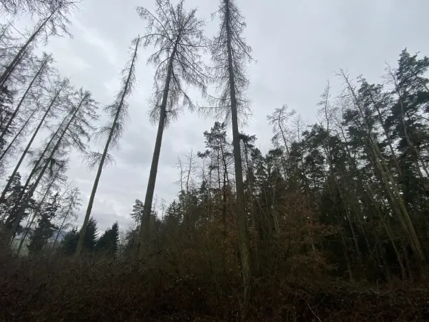 Prodej lesa, Blížejov - Lštění, 4624 m2