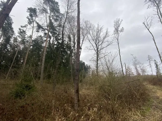 Prodej lesa, Blížejov - Lštění, 7793 m2