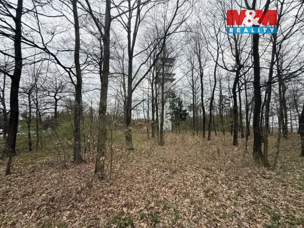 Prodej lesa, Býšť, 3807 m2