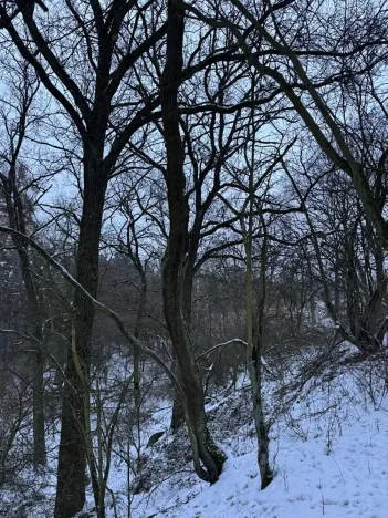 Prodej lesa, Kralupy nad Vltavou, 20392 m2