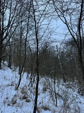 Prodej lesa, Kralupy nad Vltavou, 20392 m2