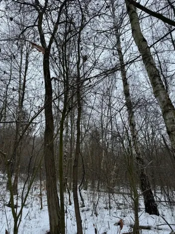 Prodej lesa, Kralupy nad Vltavou, 20392 m2