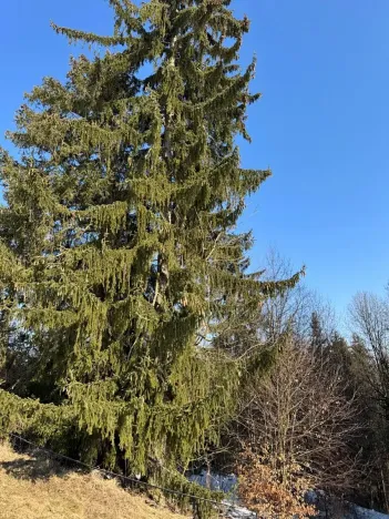 Prodej lesa, Zborov, 6700 m2