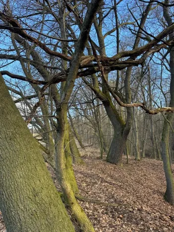 Prodej lesa, Kroměříž, 1674 m2