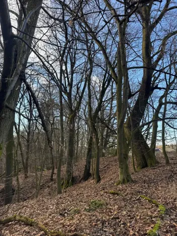 Prodej lesa, Kroměříž, 1674 m2