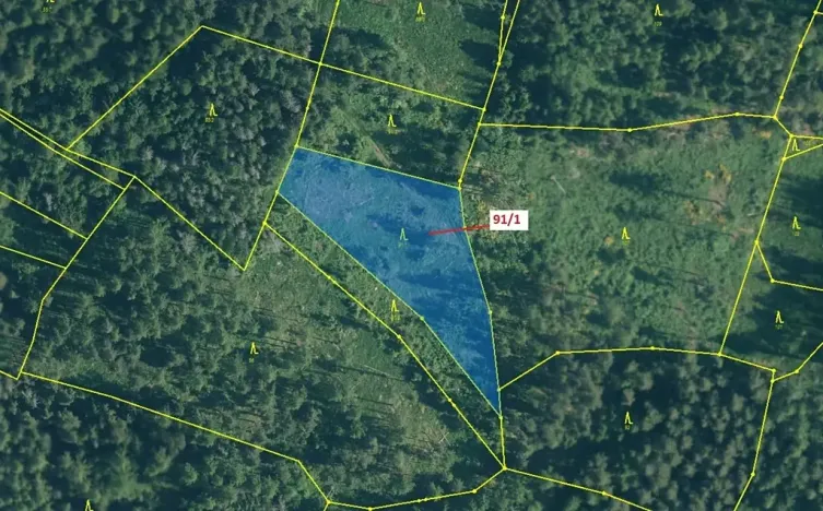 Dražba lesa, Pačejov, 3251 m2