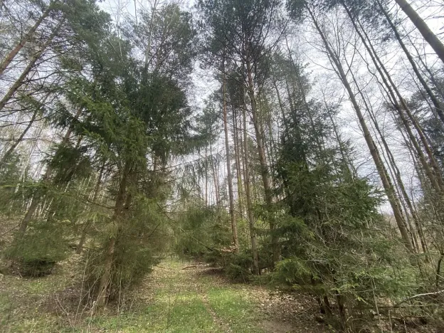 Prodej pozemku, Volfířov - Brandlín, 5958 m2