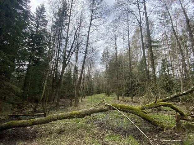 Prodej pozemku, Volfířov - Brandlín, 5958 m2