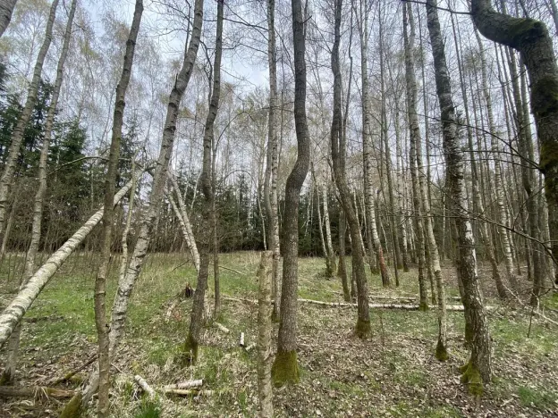 Prodej pozemku, Volfířov - Brandlín, 5958 m2