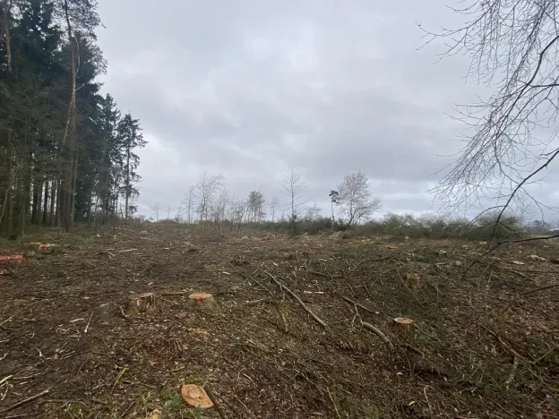 Prodej lesa, Blížejov - Lštění, 7793 m2