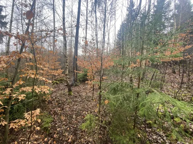 Prodej lesa, Kolinec - Buršice, 3423 m2