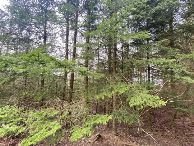 Prodej lesa, Kolinec - Buršice, 5195 m2