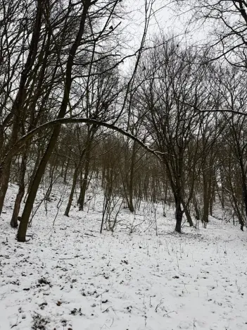 Prodej lesa, Chotiměř, 26763 m2