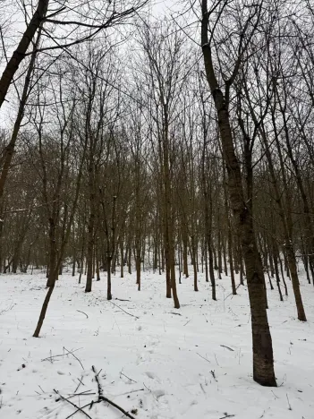 Prodej lesa, Chotiměř, 26763 m2