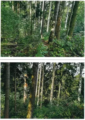 Prodej lesa, Mnich, 1237 m2