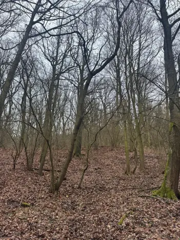 Prodej lesa, Ústí nad Labem, 41840 m2