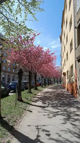 Pronájem bytu 2+kk, Praha - Dejvice, Koulova, 47 m2