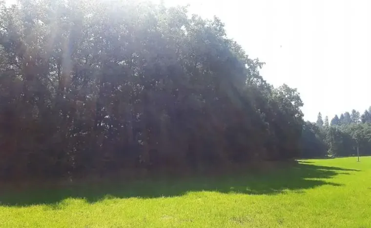 Prodej lesa, Vendryně, 3059 m2